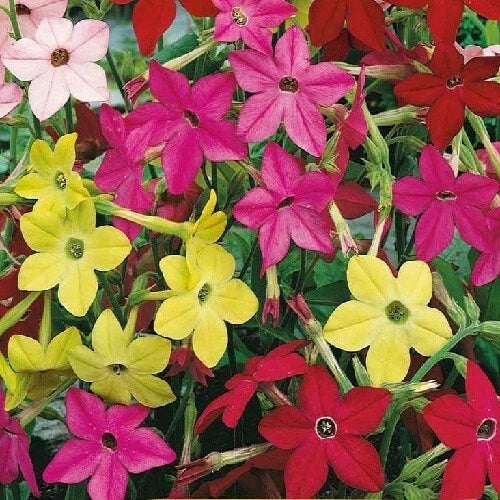 jasmine tobacco flower seeds