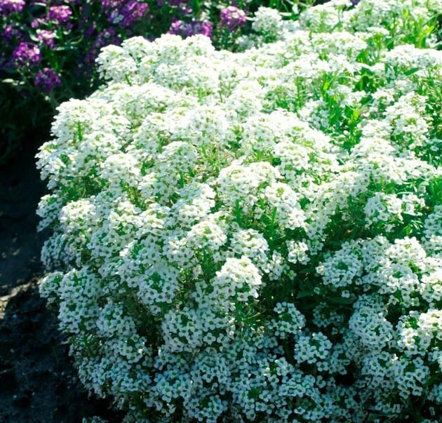 white alyssum flower seeds