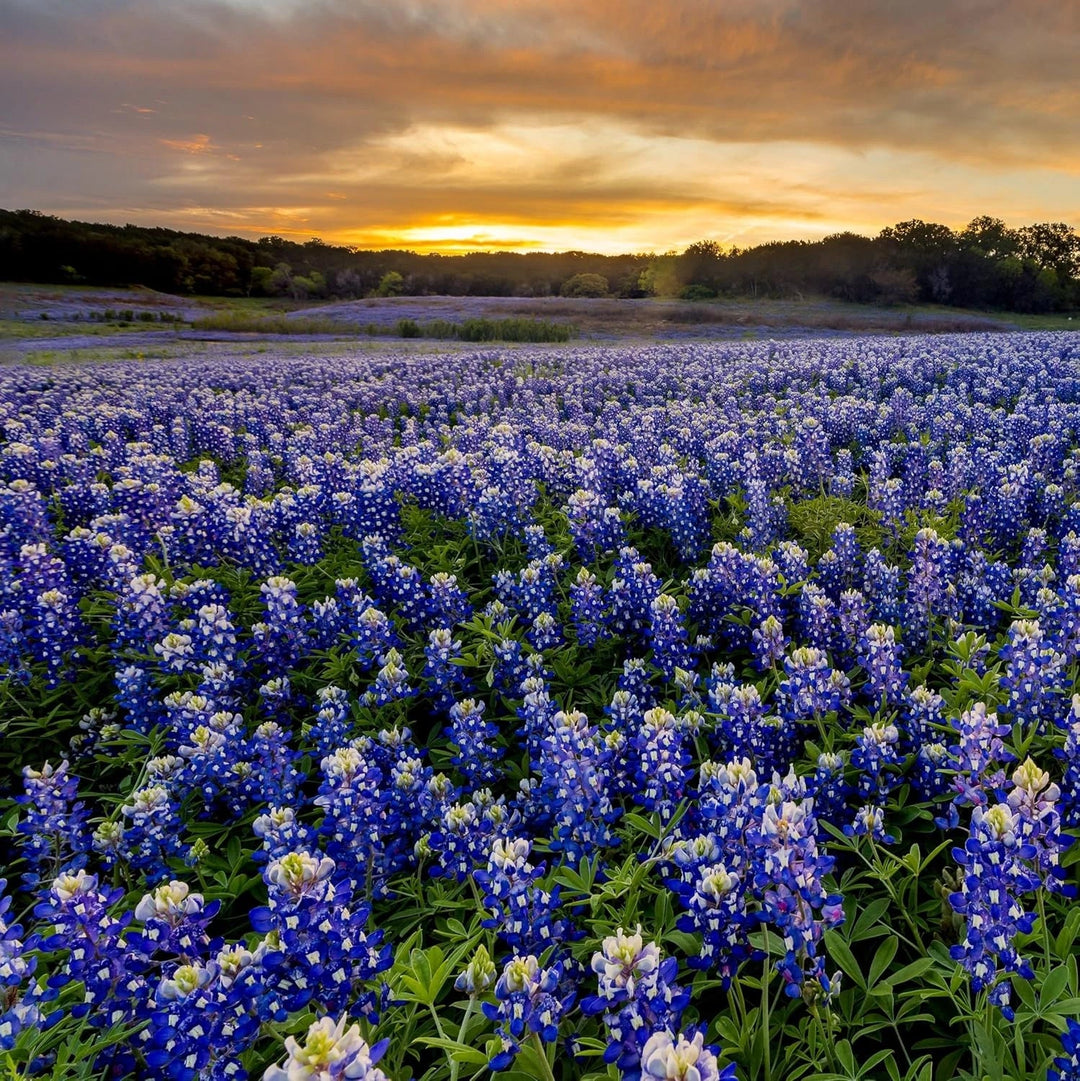 texas bluebonnet flower seeds