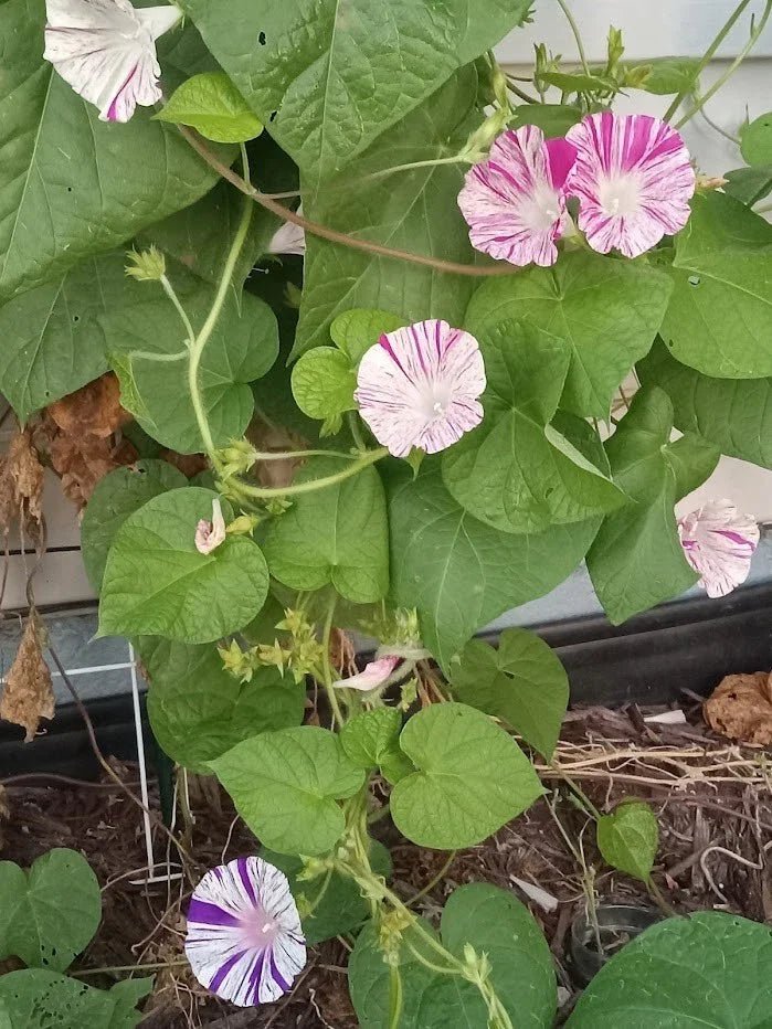 pink violet flower seeds