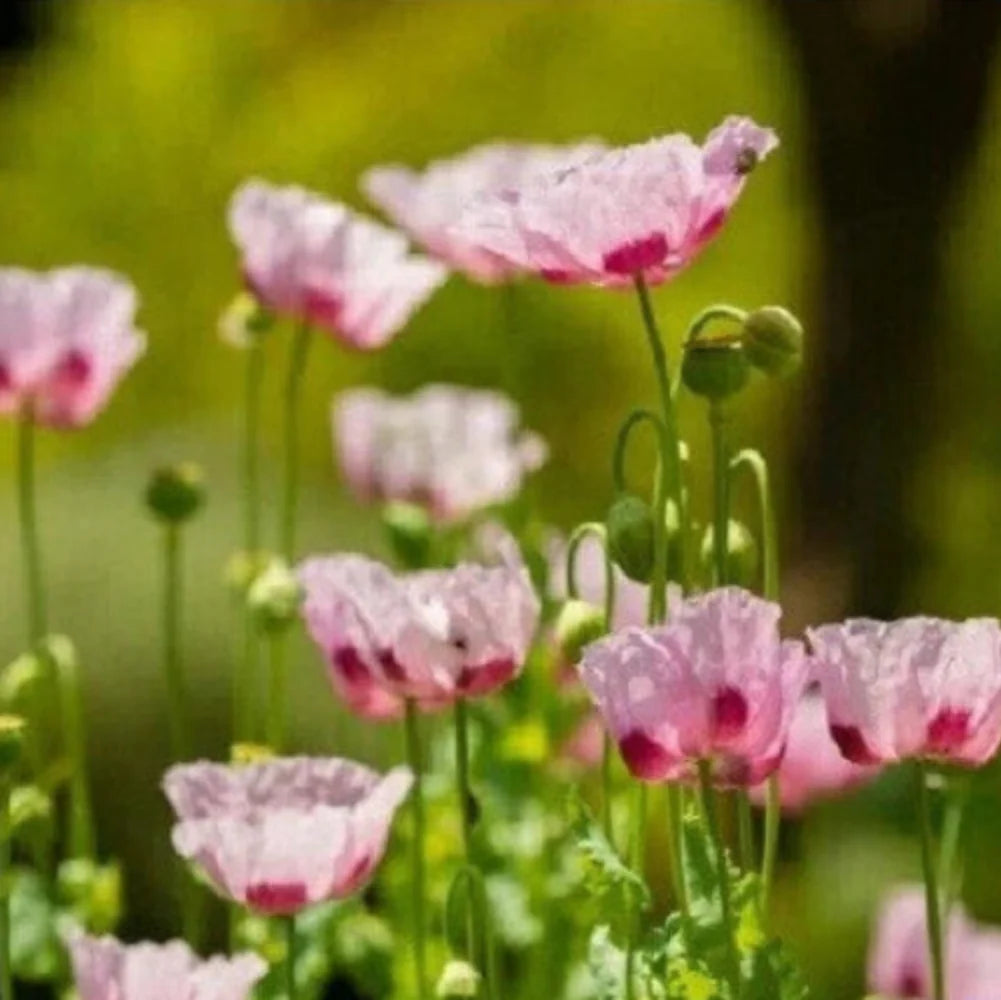 untreated turkish flower seeds