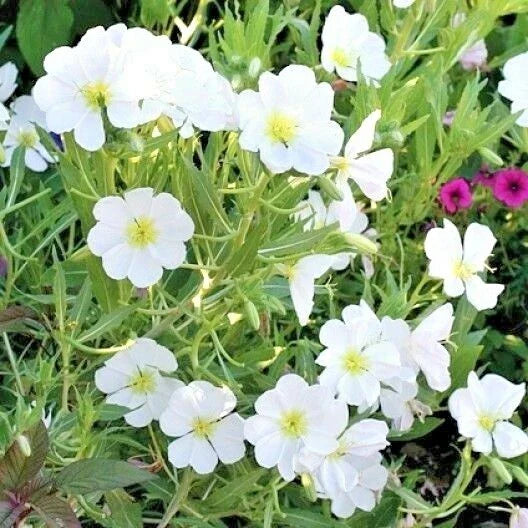 pale evening flower seeds