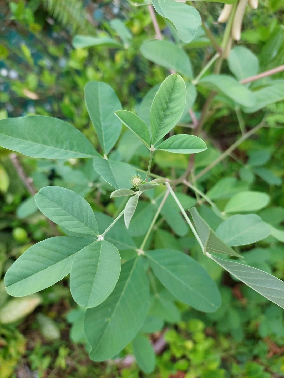 smooth rattlebox flower seeds