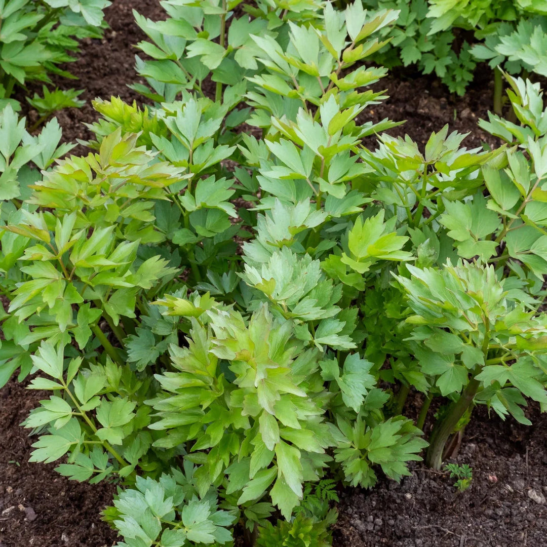 lovage culinary flower seeds