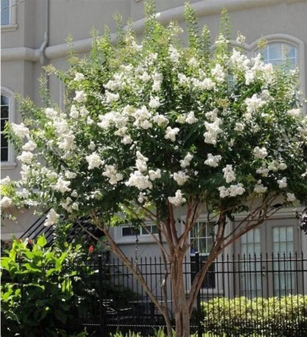 white for flower seeds