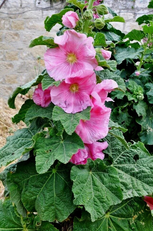 pink giant flower seeds