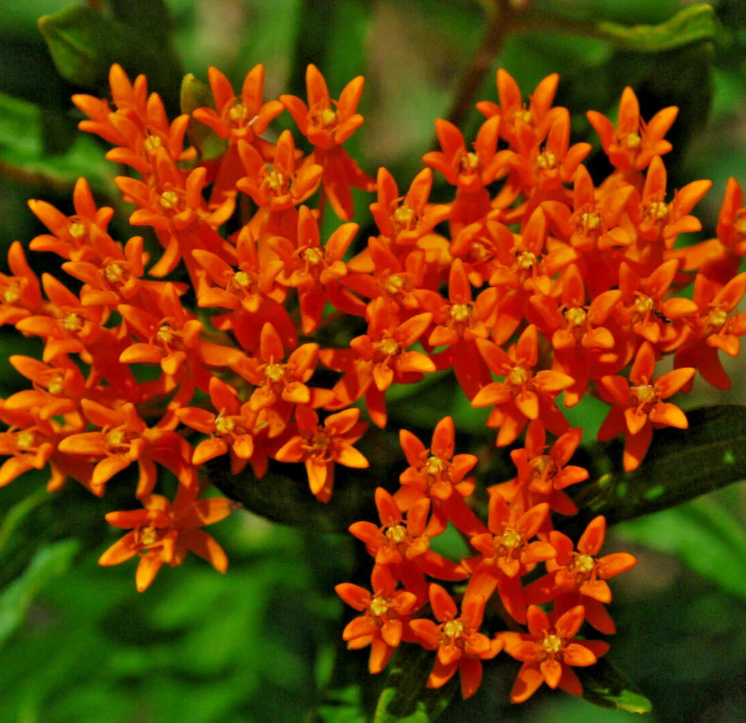 asclepias tuberosa flower seeds