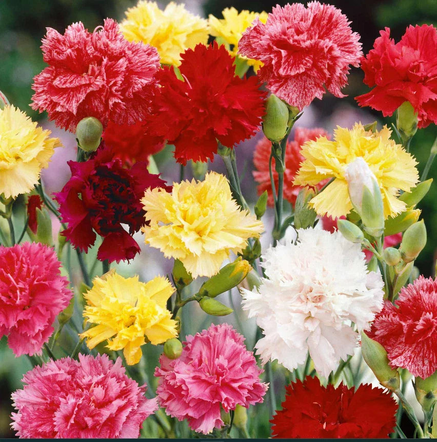 carnation grenadin flower seeds