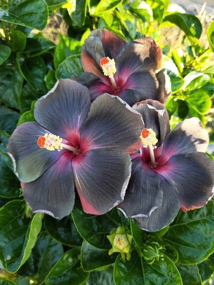 yellow black flower seeds