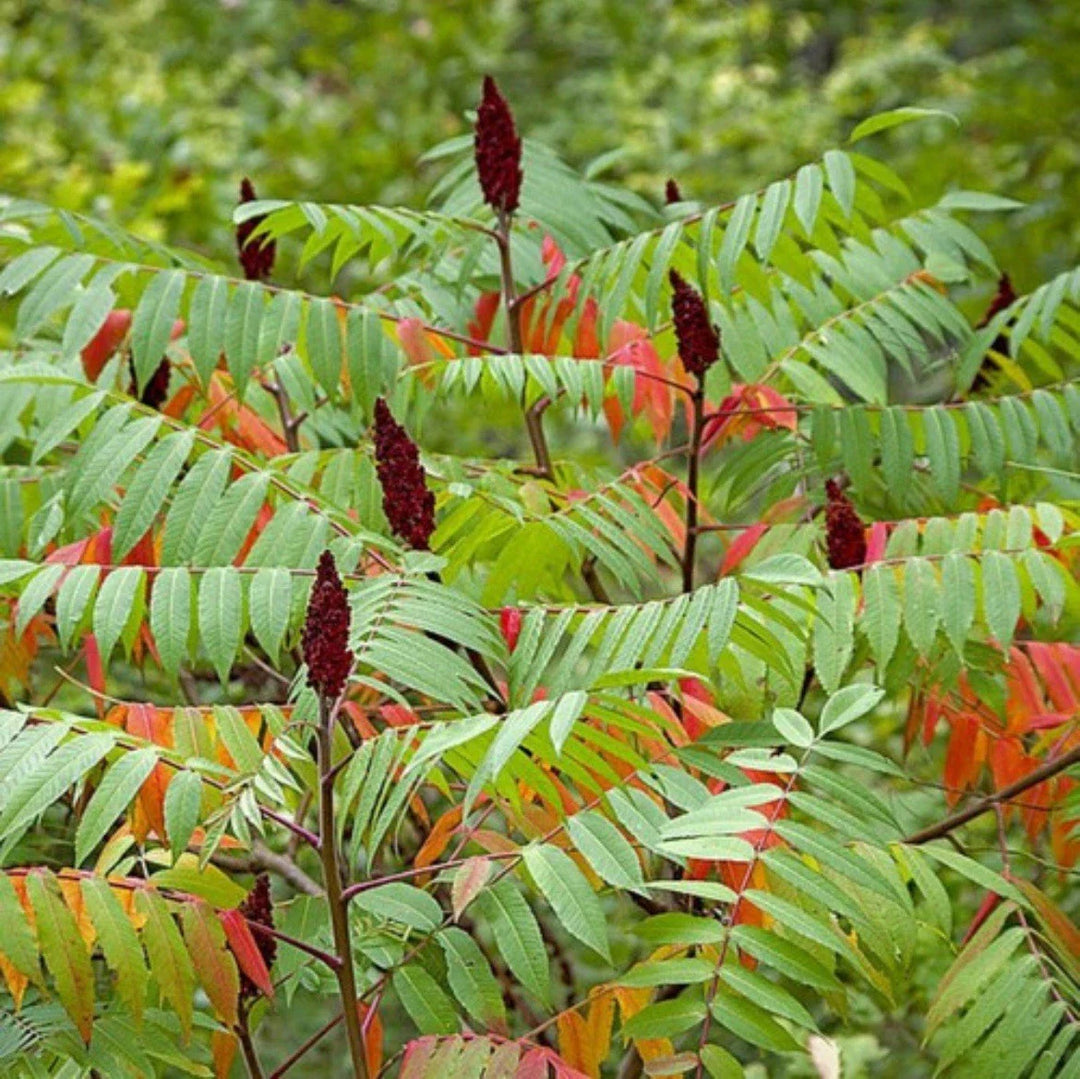 staghorn sumac flower seeds
