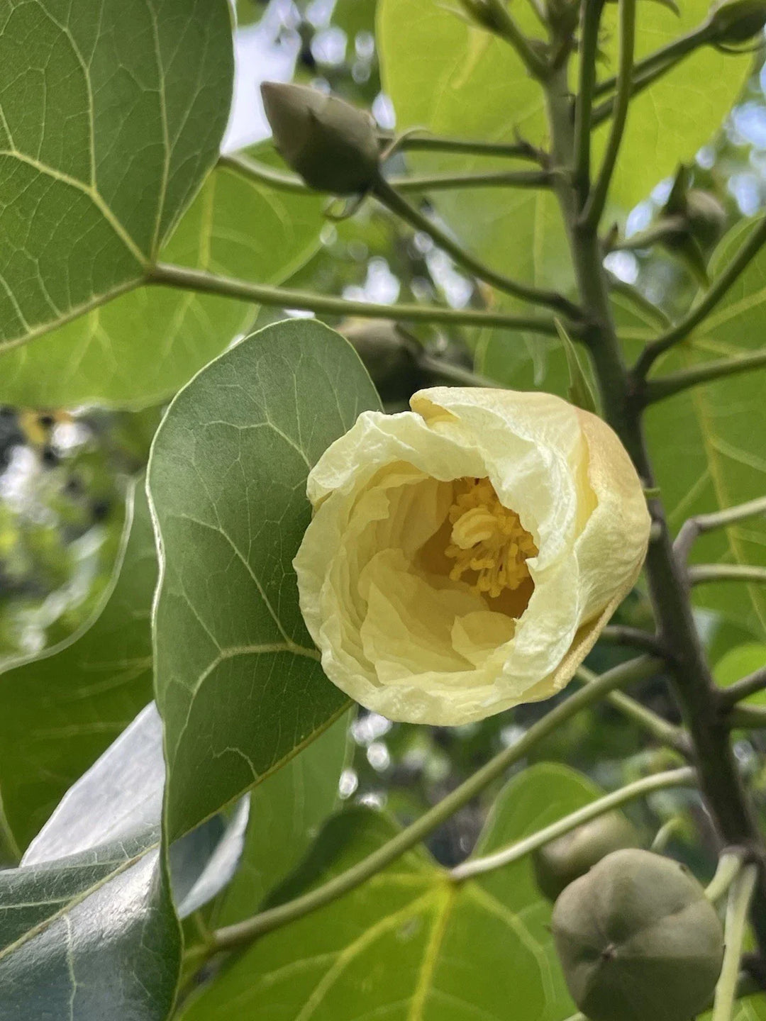 thespesia populnea flower seeds