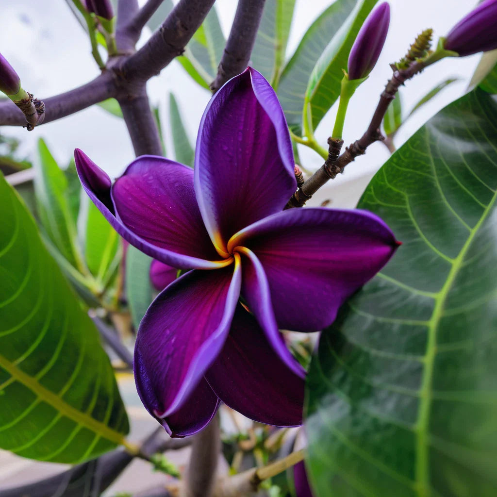 purple plumeria flower seeds