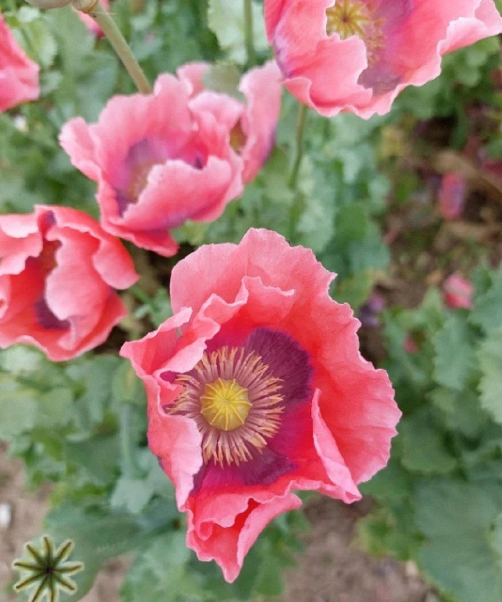the giant flower seeds