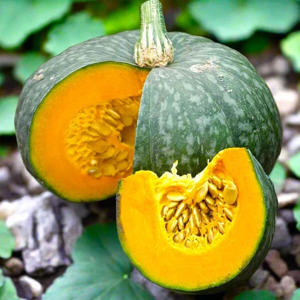 japanese delica flower seeds
