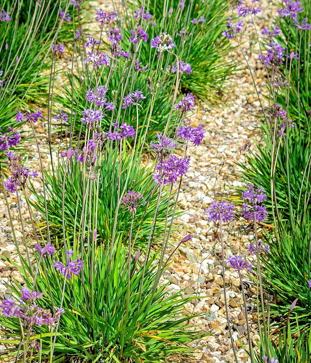society garlic flower seeds