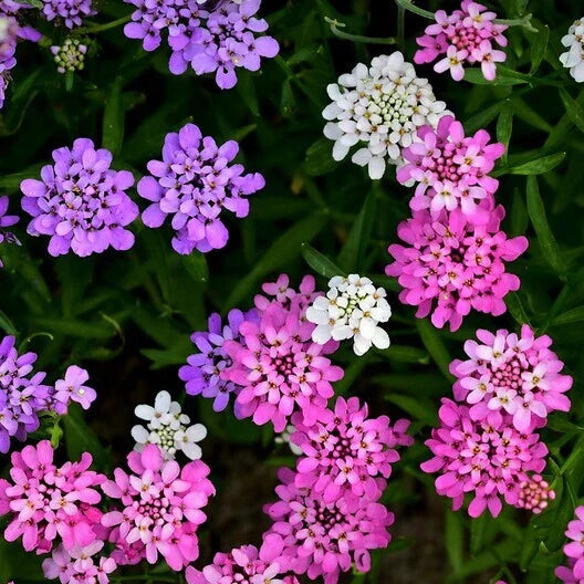 candytuft mixed flower seeds