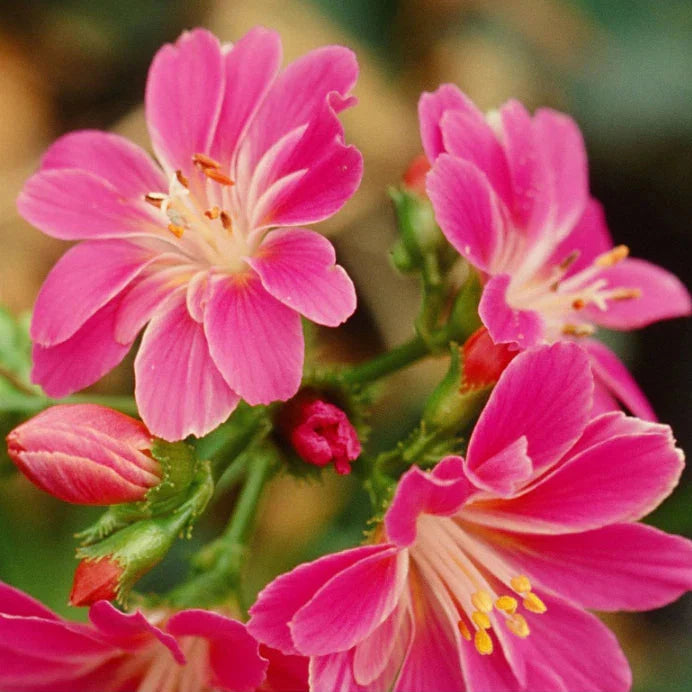 magenta lewisia flower seeds