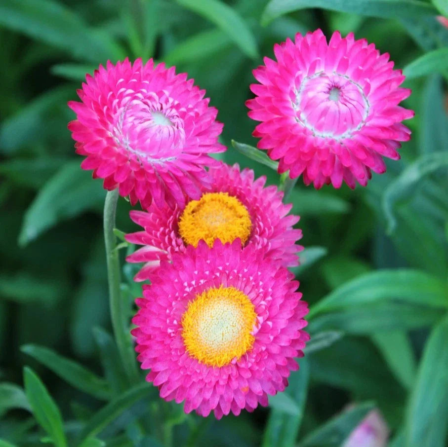 white bright flower seeds