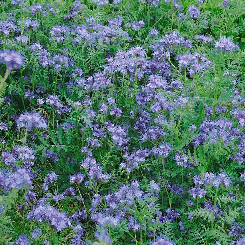 lavender lacy flower seeds