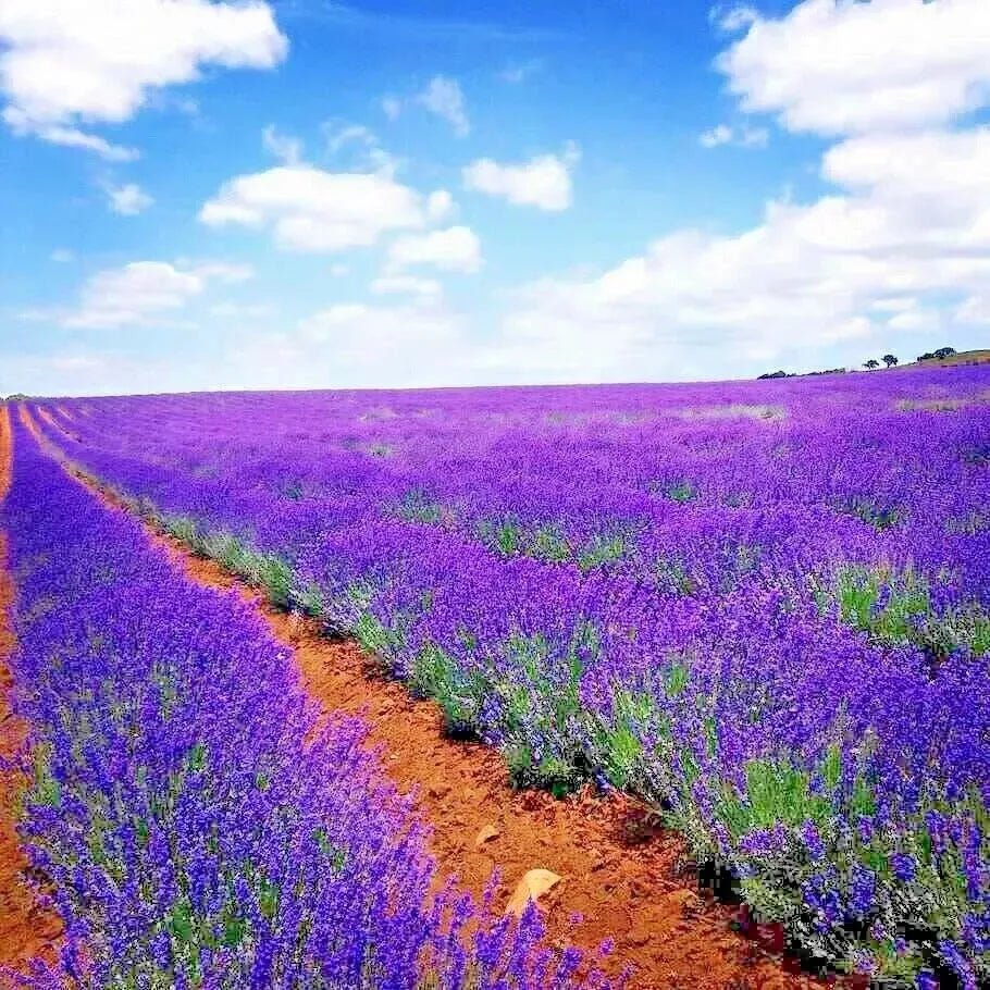 lavender vera flower seeds