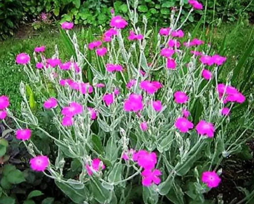 purple rose flower seeds