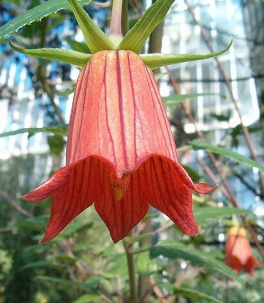 canarina canariensis flower seeds