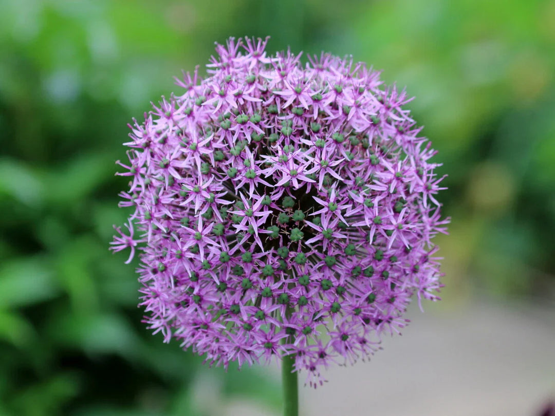 allium giganteum flower seeds