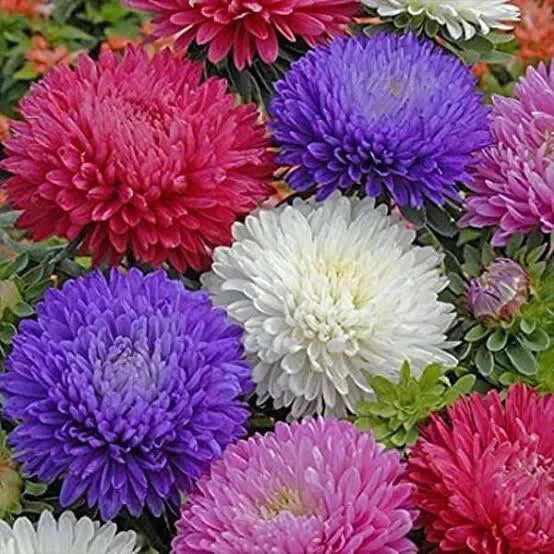 aster milady flower seeds