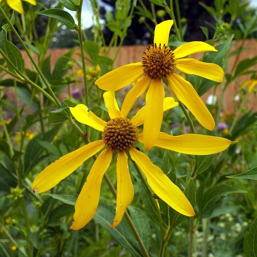 golden wild flower seeds