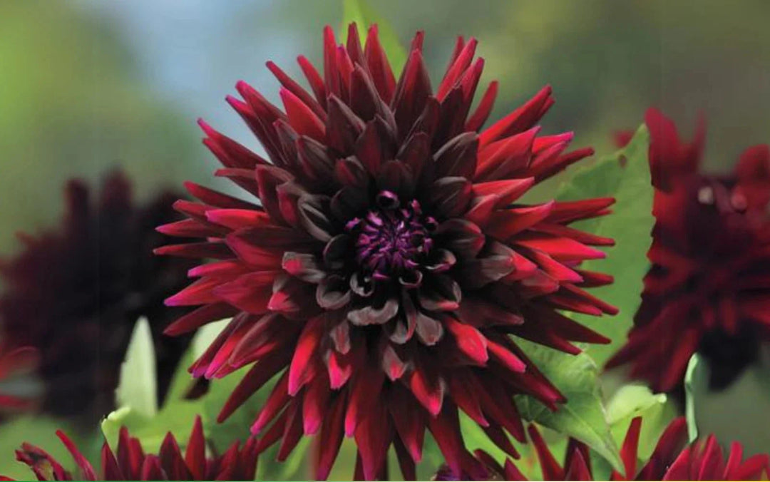 black narcissus flower seeds