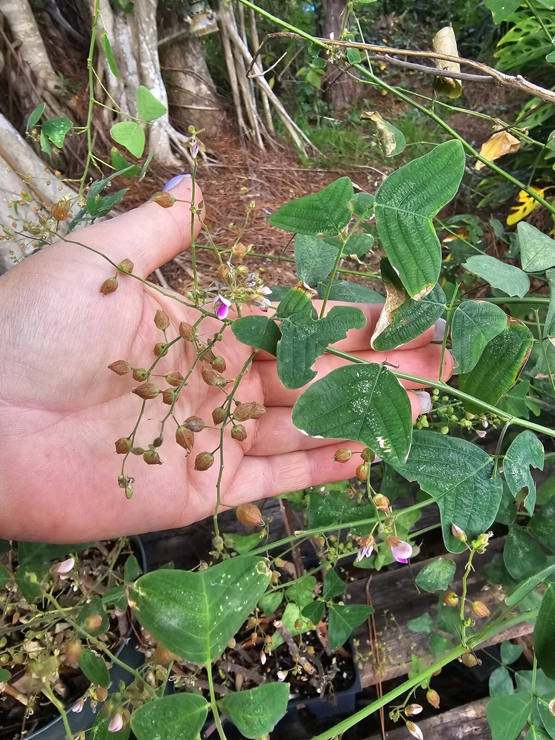 christia obcordata flower seeds