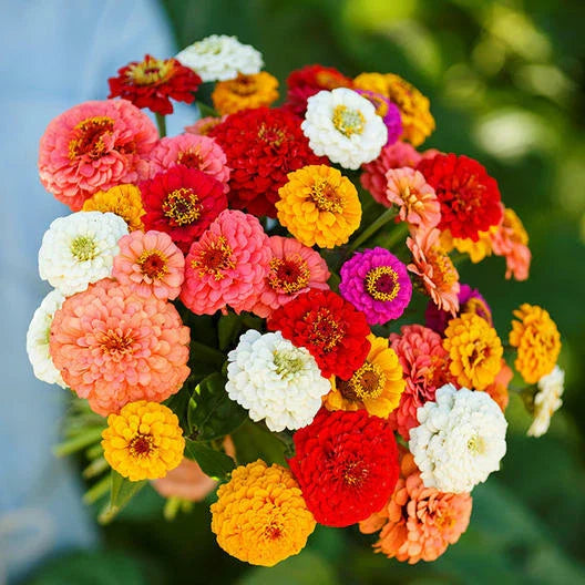 zinnia elegans flower seeds