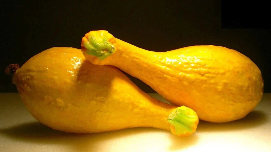crookneck squash flower seeds