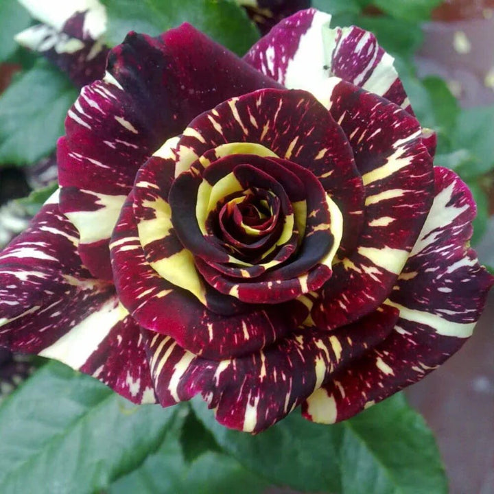 Dragon Rose Flower Seeds – Heirloom, Non-GMO, High Germination Seeds for Planting