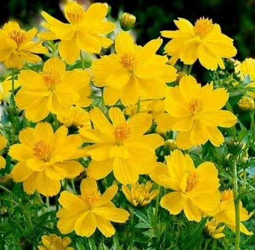 yellow cosmos flower seeds