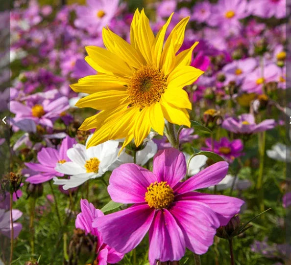mg wildflower flower seeds