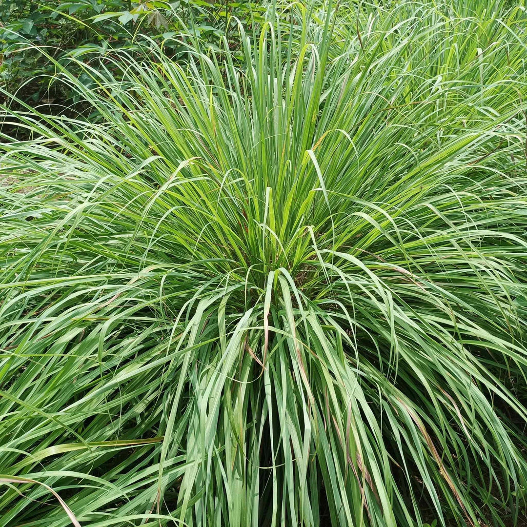west indian flower seeds