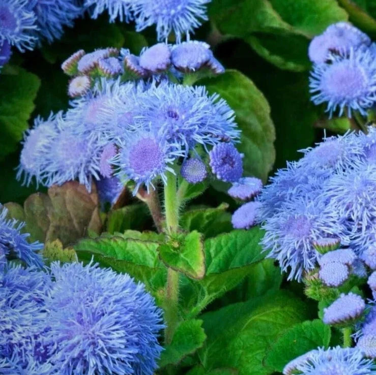 blue mink flower seeds