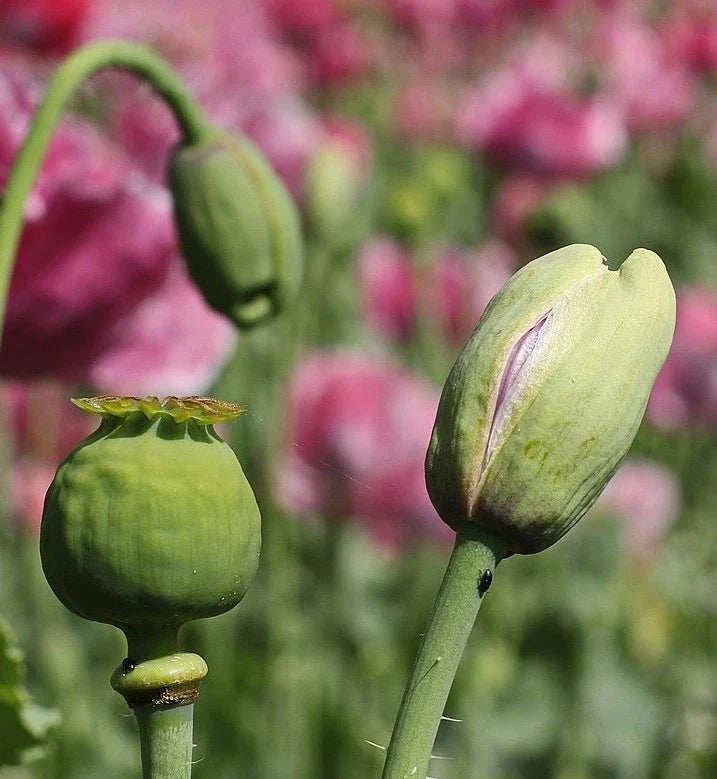 turkish poppy flower seeds