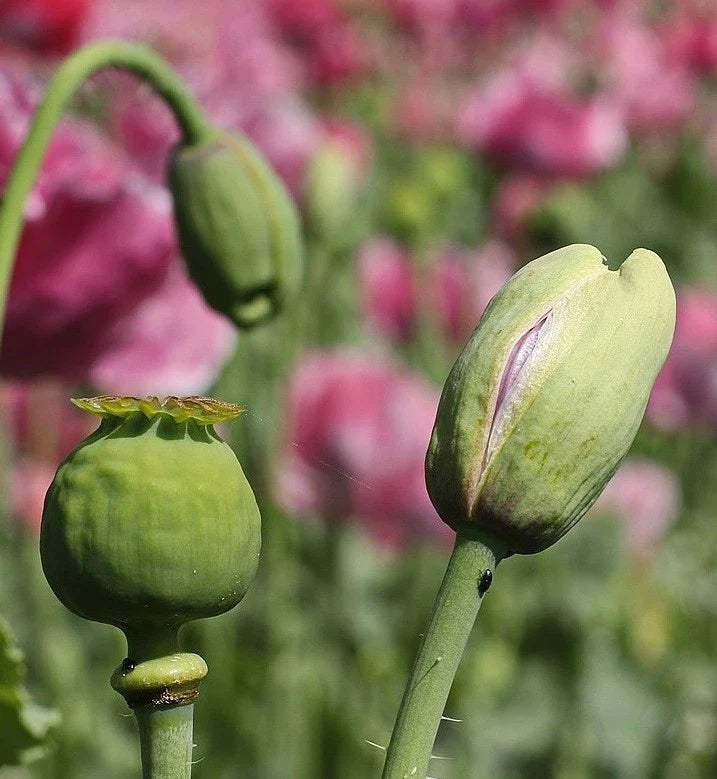 turkish poppy flower seeds