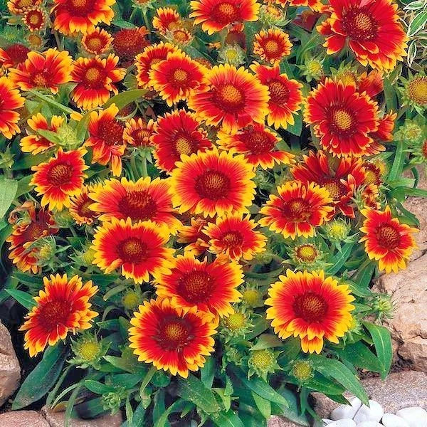 blanket flower flower seeds
