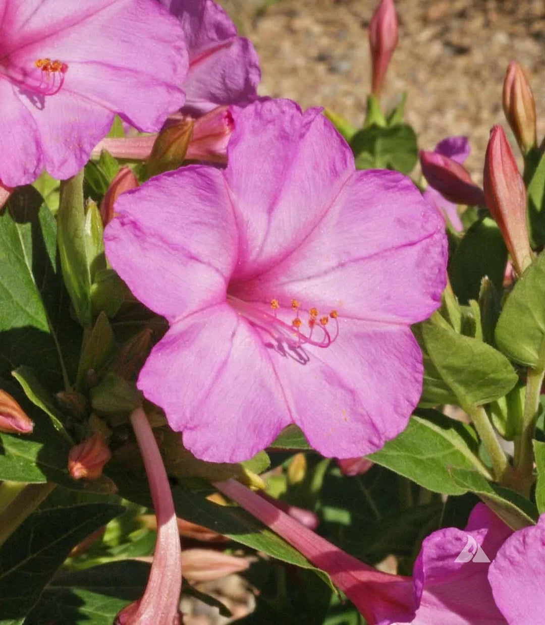 pink four flower seeds