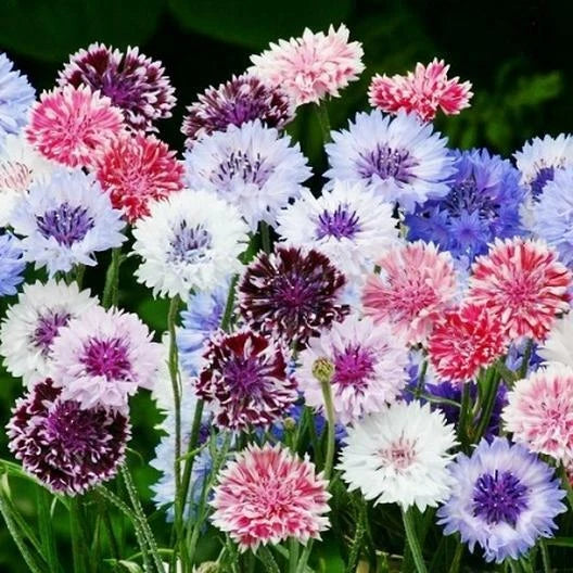 cornflower bachelor flower seeds