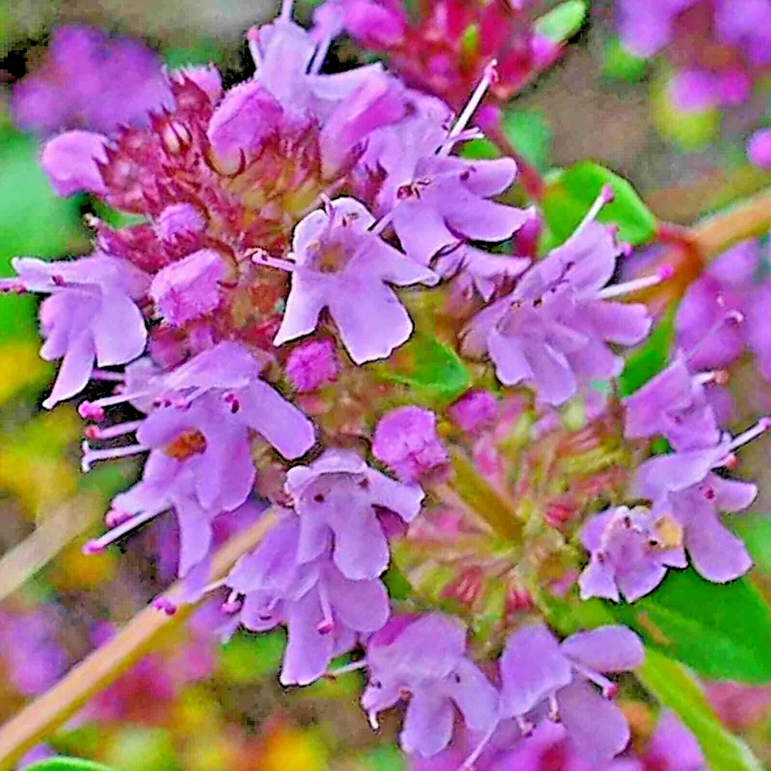 purple creeping flower seeds