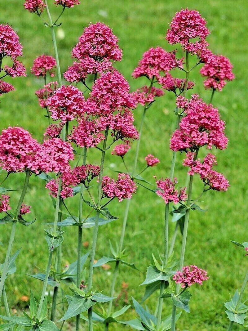 red pink flower seeds