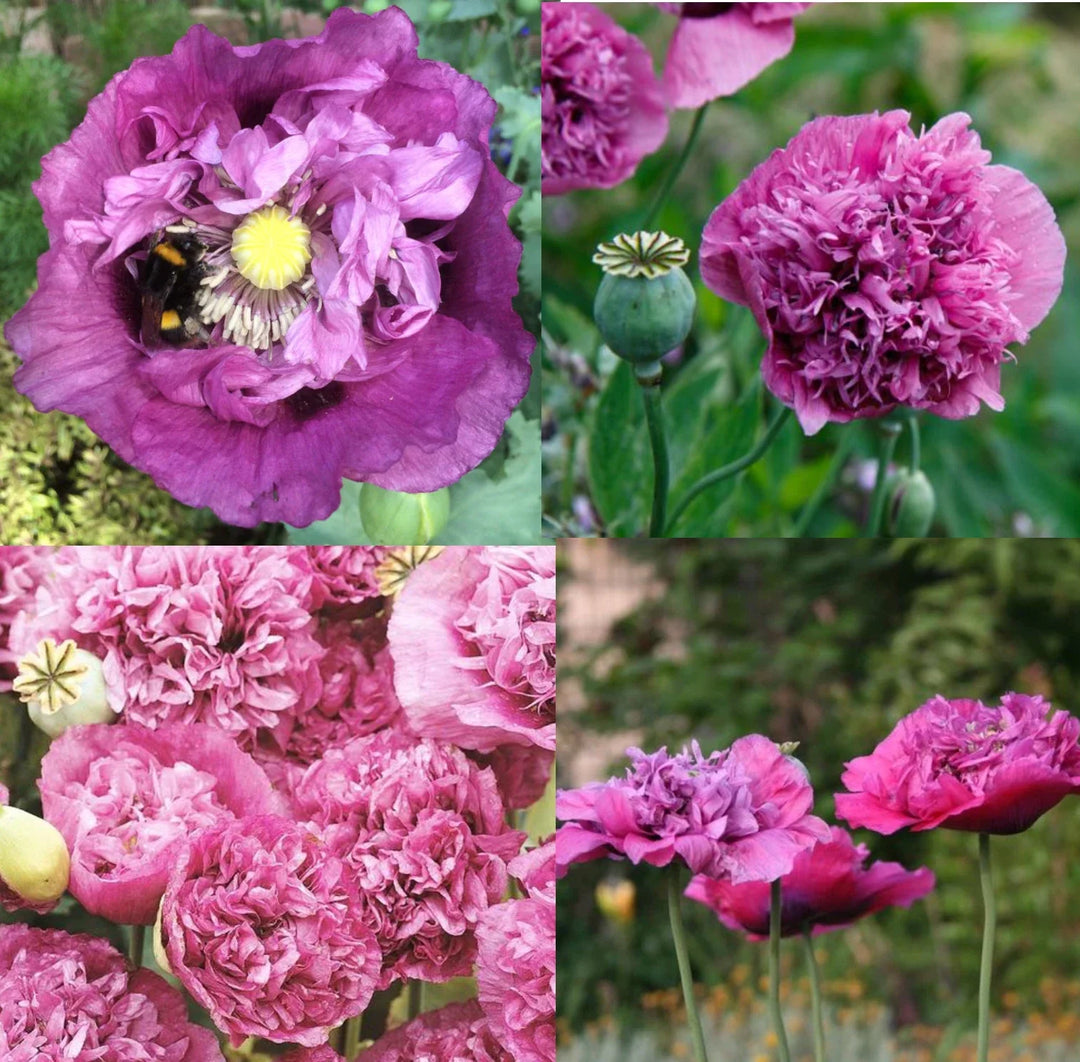 pink purple flower seeds