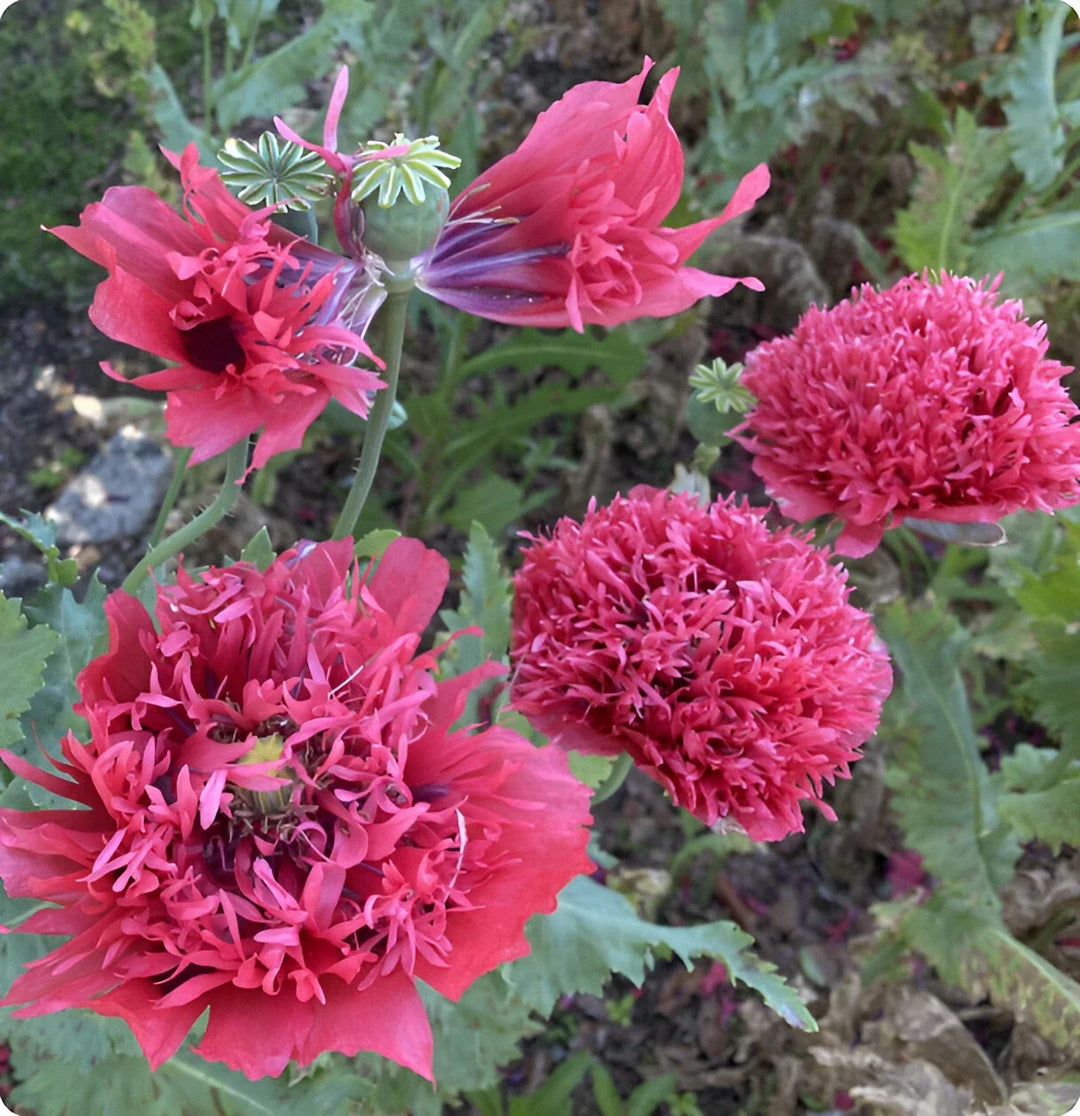 pink pink flower seeds