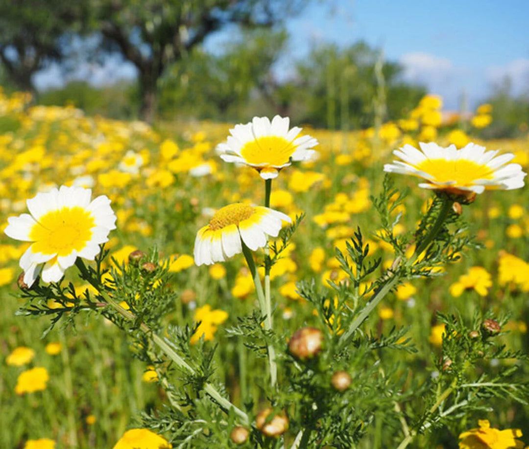 garland daisy flower seeds