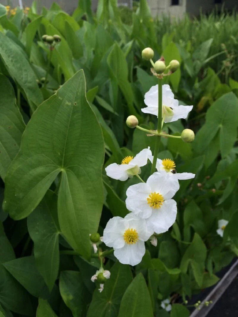 oz arrowhead flower seeds