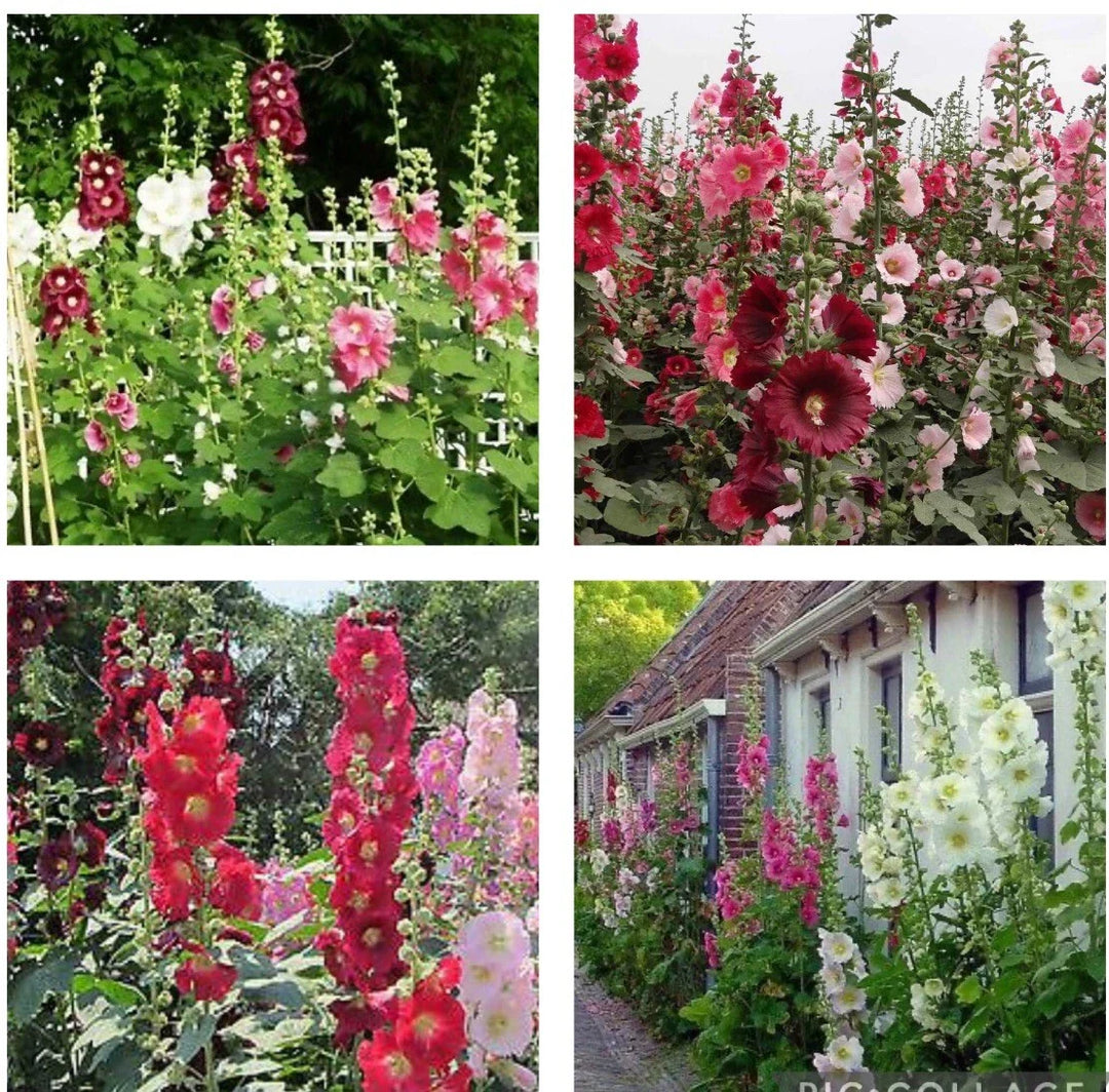 indian spring flower seeds